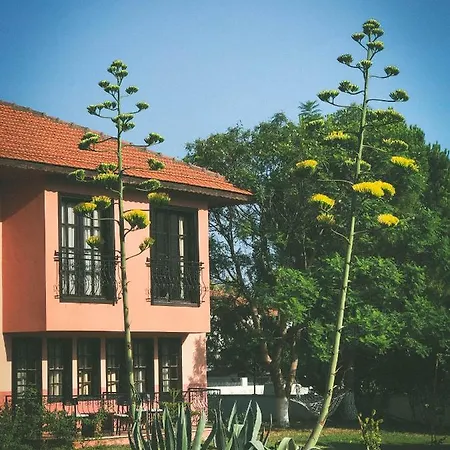 Palme فندق